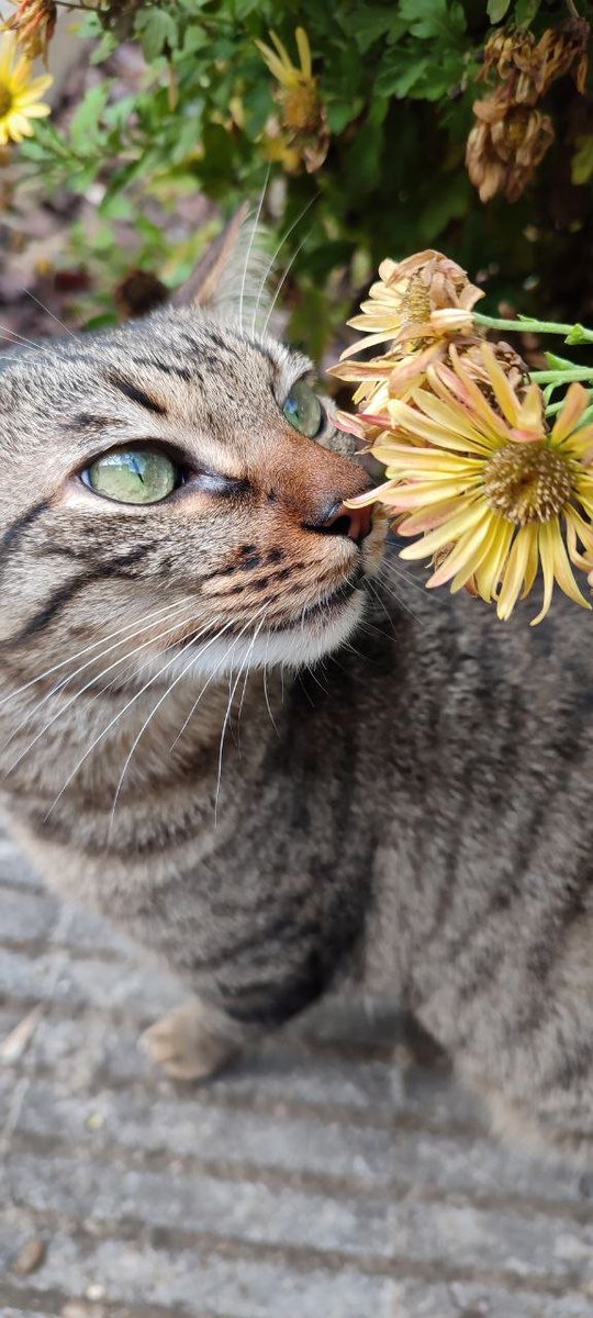 Zullhammer tweet media