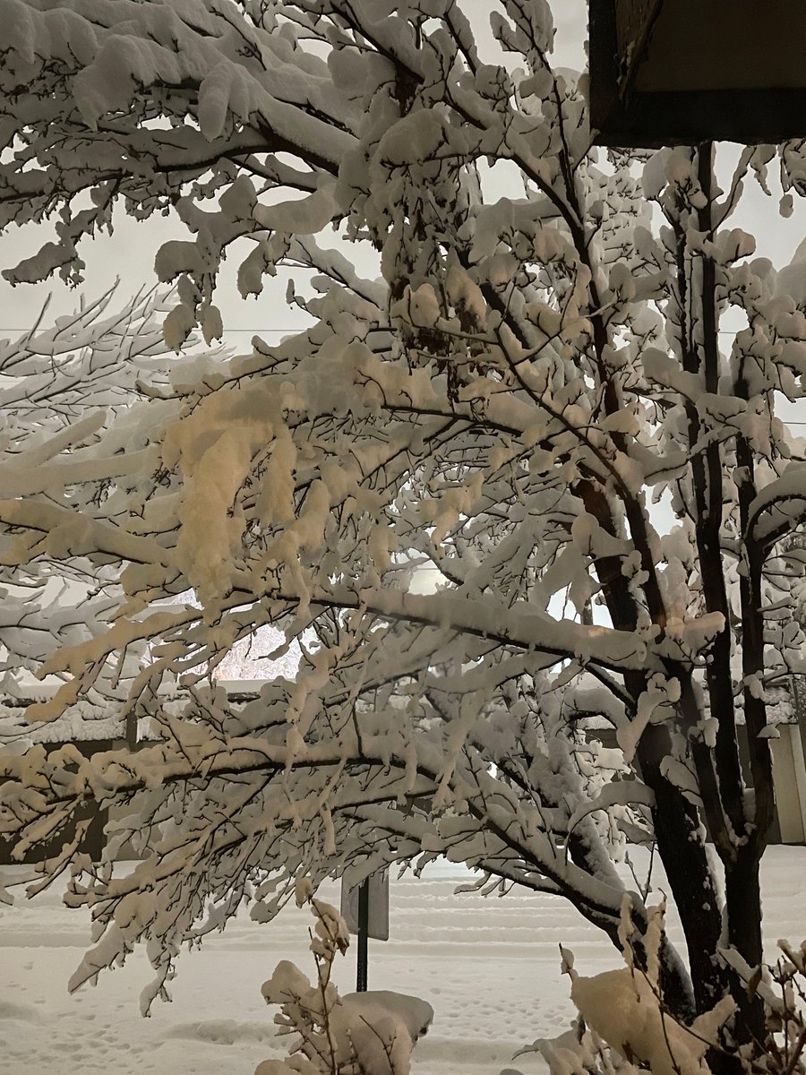 MRogersWrites's tweet photo. This is what your mc wakes up to. What is their reaction?
#AmWriting #WritingCommunity #WritersLife #WriterConnectQ
Image: tree branches heavy with snow https://t.co/zUoivUV1oi