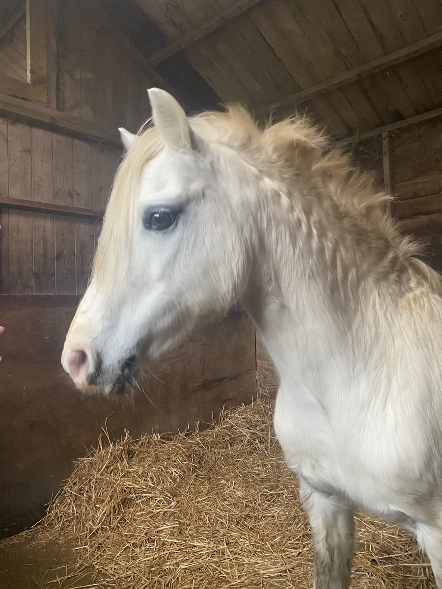 Welcome to Nottinghill Stud 😋💚 Our new purchase yesterday, “Star Maker”, who will be running with our mares next year. Such a kind gentleman 💖 #welshsectiona #stallion