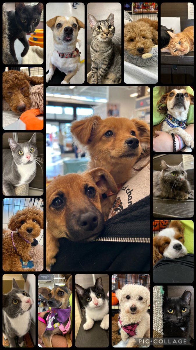 SCARNYorg's tweet photo. Help us fulfill our promise by making your YEAR END GIFT TODAY https://t.co/12QOlOly0X