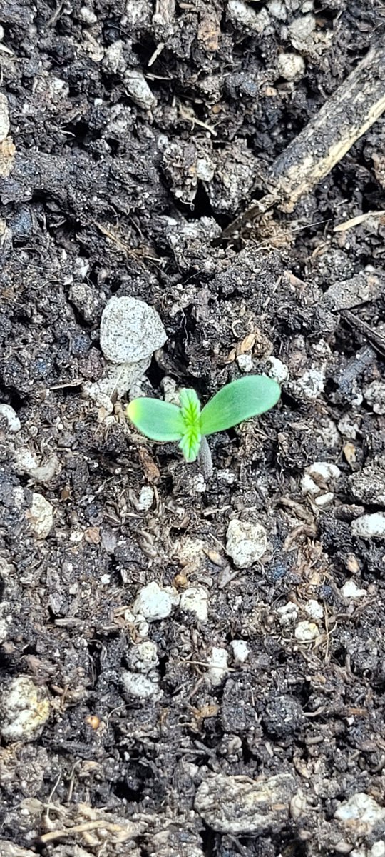 Dulcerelimon's tweet photo. @draweedoficial hola ana! Vuelvo a consultarte por mi plantita. Hoy le vi la puntita del cotiledon amarilla. Como es mi primera plantita literal nose para donde correr. Te muestro ademas foto de todo el espacio, por si ves algun problema en eso. Saludos!💚 https://t.co/SE0e83S7Iu
