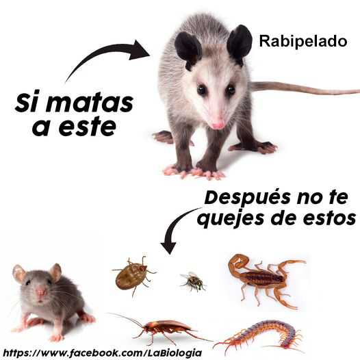 #Rabipelado #Especies