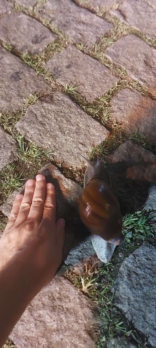 LJmarcio's tweet photo. @ElGrandSapon Cheguei atrasado. Só pra falar que dei de cara com um há dois dias. Este aqui. Lindo, não? Pesadão. https://t.co/hMkXB3Nglb