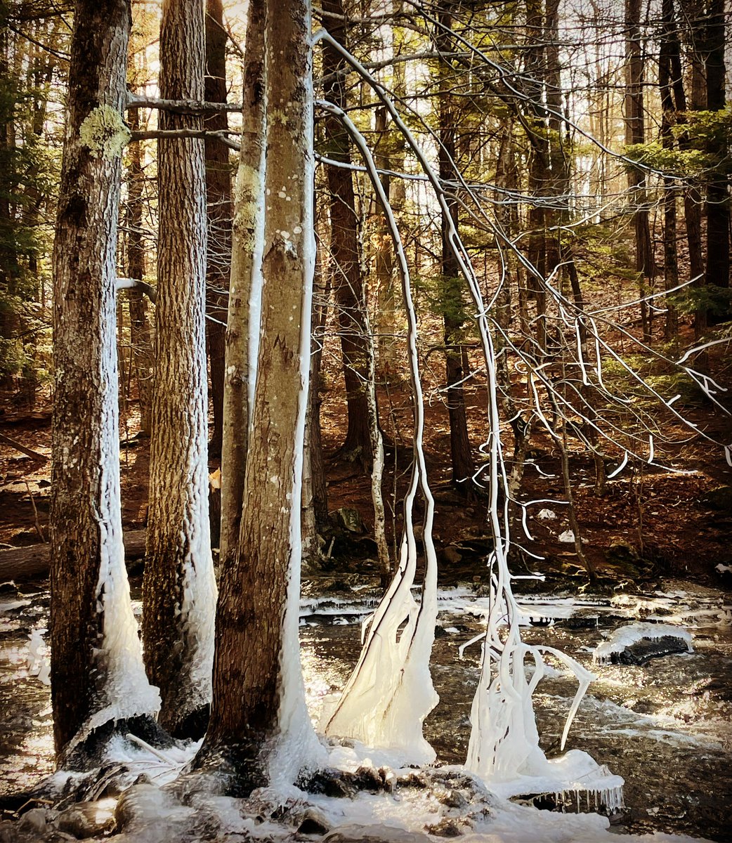 lmpoplin1's tweet photo. I just learned that another name for Vaughn’s Woods is Hobbit Land. #Tolkien https://t.co/qpVVN1OuOE