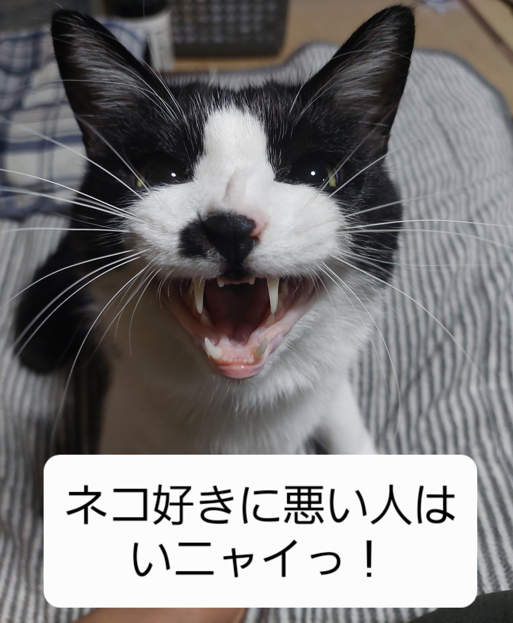 白黒猫 - Twitter Search / Twitter