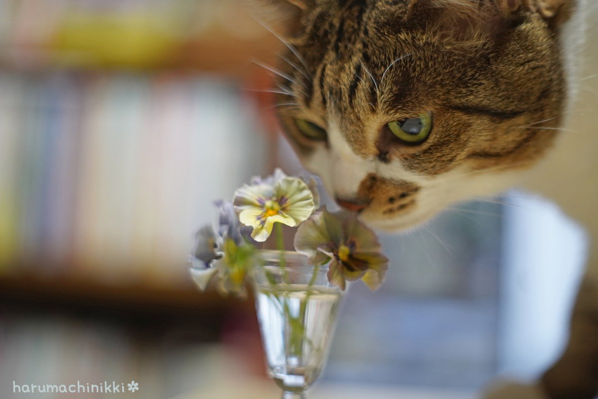 今年もありがとうございました。喪中につき新年のご挨拶は控えさせていただきます。みなさま、よいお年を。