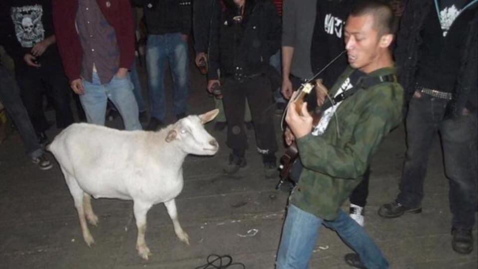 tim_brannigan's tweet image. “Biquette the goat, sold to an abattoir after she stopped producing milk but was rescued by punks and then spent 10 years watching grindcore bands. She could come and go as she pleased and, in the words of her rescuers, “escaped death, lived punk”. Absolute legend. 🐐