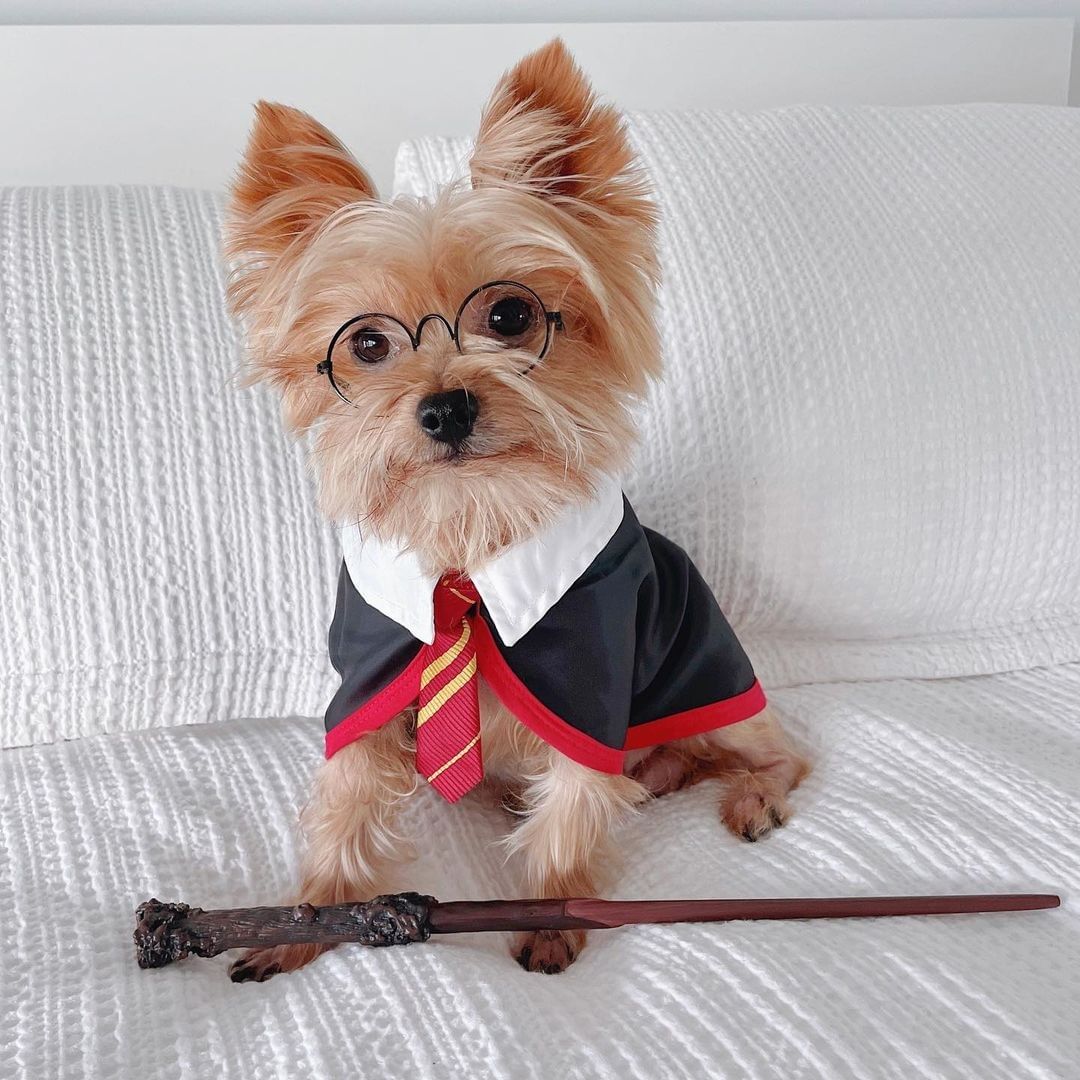 LisaLiu00121's tweet photo. How cute am I?🐶
#yorkiemodel #dogsofinstagram #cuteyorkie https://t.co/stFgGkVCtO