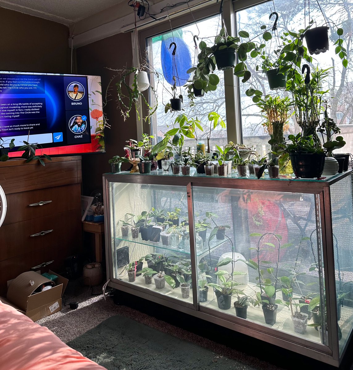 BlakeLanser's tweet photo. New Years Eve and chilling with the plants and The Circle https://t.co/T85l4shNk8