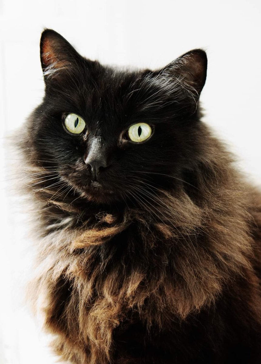 Friedeggstudios's tweet image. Freddie looking handsome.
Happy #Caturday and happy new year. Keep making us smile @thechrisbarron