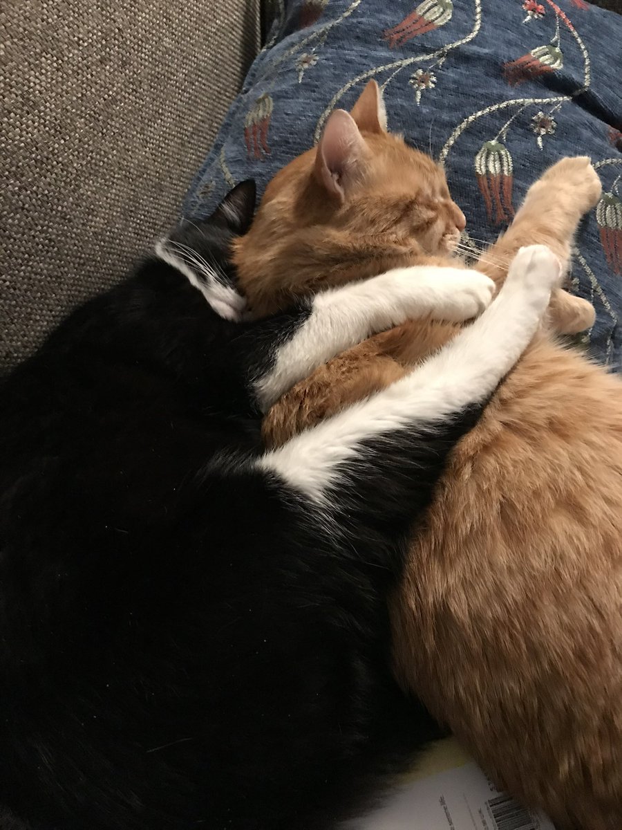 leilot02's tweet photo. @latkedelrey Not adopted together, but these two were soul mates, inseparable since day one https://t.co/nWVCbAKfDf