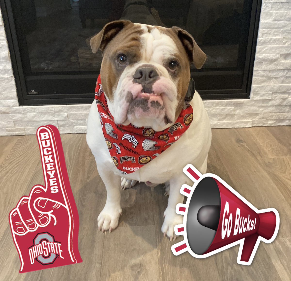 chicharrn13's tweet photo. This BULLDOG will be cheering on the BUCKEYES! #GoBucks 
@OhioStateFB @BarstoolOSU @OSUBuckeyeFan9 #DogsOnTwitter #Englishbulldog #HappyNewYear2023 #chicharrón https://t.co/uvZ9ZdSU0n