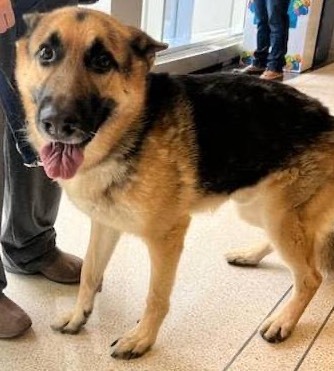 ift.tt/Gj6u5tn #DoYouKnowThisDog? W 52nd St & S Western Ave, Gage Park, Chicago, Cook County, IL, US, 60609.  

Male - German Shepherd Dog - Black/Brown.  Found: 12/30/2022

CONTACT:   (312) 742-4480 
16th Chicago Police District

--- Do you have information about this…