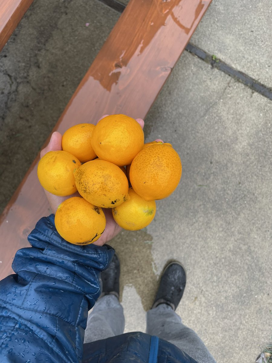 saagaryadav's tweet photo. I’m going to make so much lemonade. https://t.co/yb3w25f10d