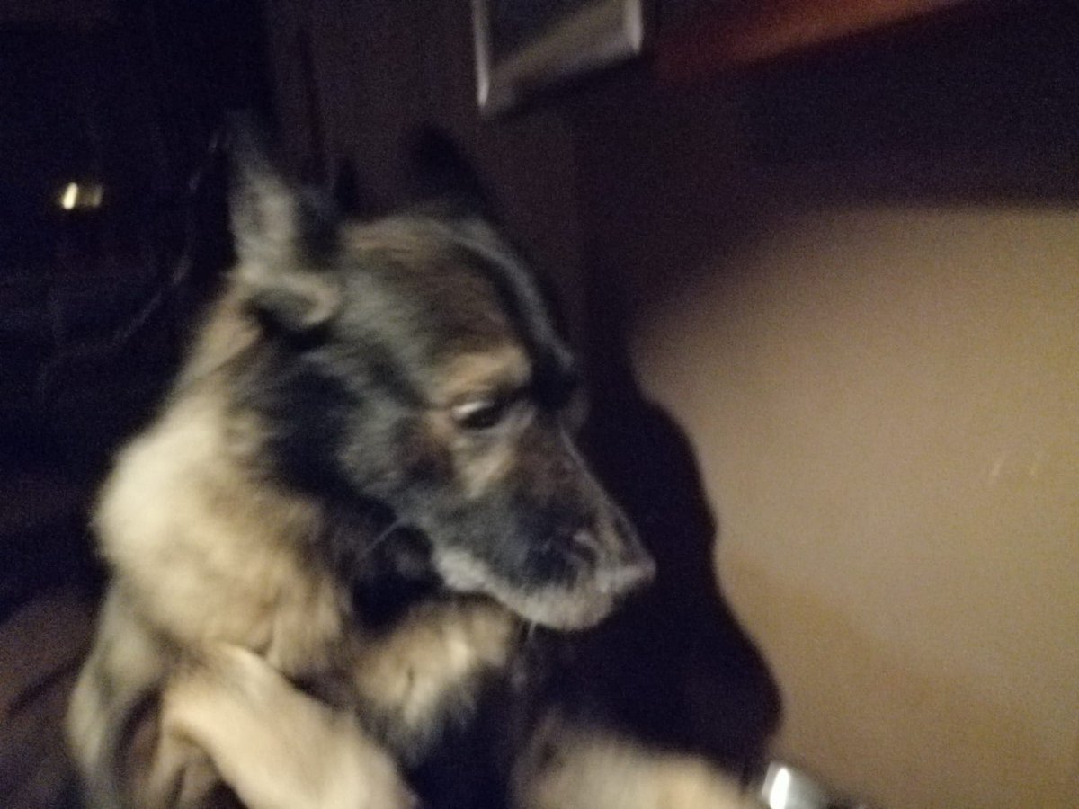 AnnaVos9's tweet photo. Mijn hond Bosse in doodsangst vanwege vuurwerk. 

Mag al het vuurwerk zich keren tegen de afstekers https://t.co/aUpFDWYCdC