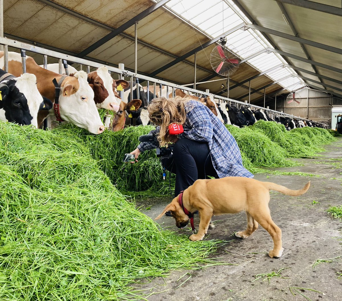 We mochten 150 nieuwe kraampjes en boerderijwinkels verwelkomen, duizenden gebruikers, vele leuke reviews en leuk reacties gehad! 
Iedereen heel erg bedankt voor alles dit jaar, dat de trends ‘kopen bij de boer’ en ‘weet wat je eet’ ook in 2023 doorgaan 💪🎇