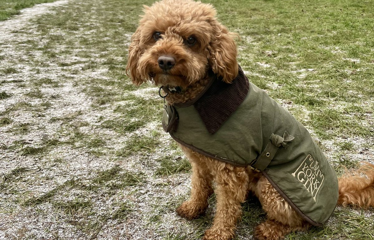 yorkgin's tweet photo. Some 2022 highlights: 

❤️ Launching some brilliant new gins

❤️ Getting amazing feedback from delighted customers

❤️ York Gin dog Inigo appearing on the BBC Six O’Clock and 10 O’Clock News 🤣🐶

Thank you for all your support this year. Happy New Year to you all!
🥰🥰🥰 https://t.co/ocV6YbWOyl