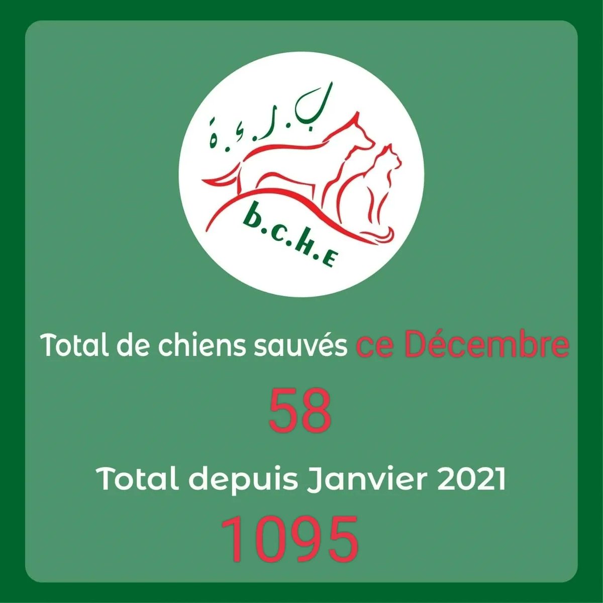 dzbche's tweet photo. Bonsoir le monde,

Voilà notre bilan mensuel des chiens secourus, merci aux personnes qui nous ont fait les alertes pour ces loulous qui été en détresse , merci d'aider notre organisation a les nourrir et les soigner 🙏😔.

Heureuse année 🎉

#EndRabiesNow #TNV #TNVR #zeroby30 https://t.co/4keUWQS6fq