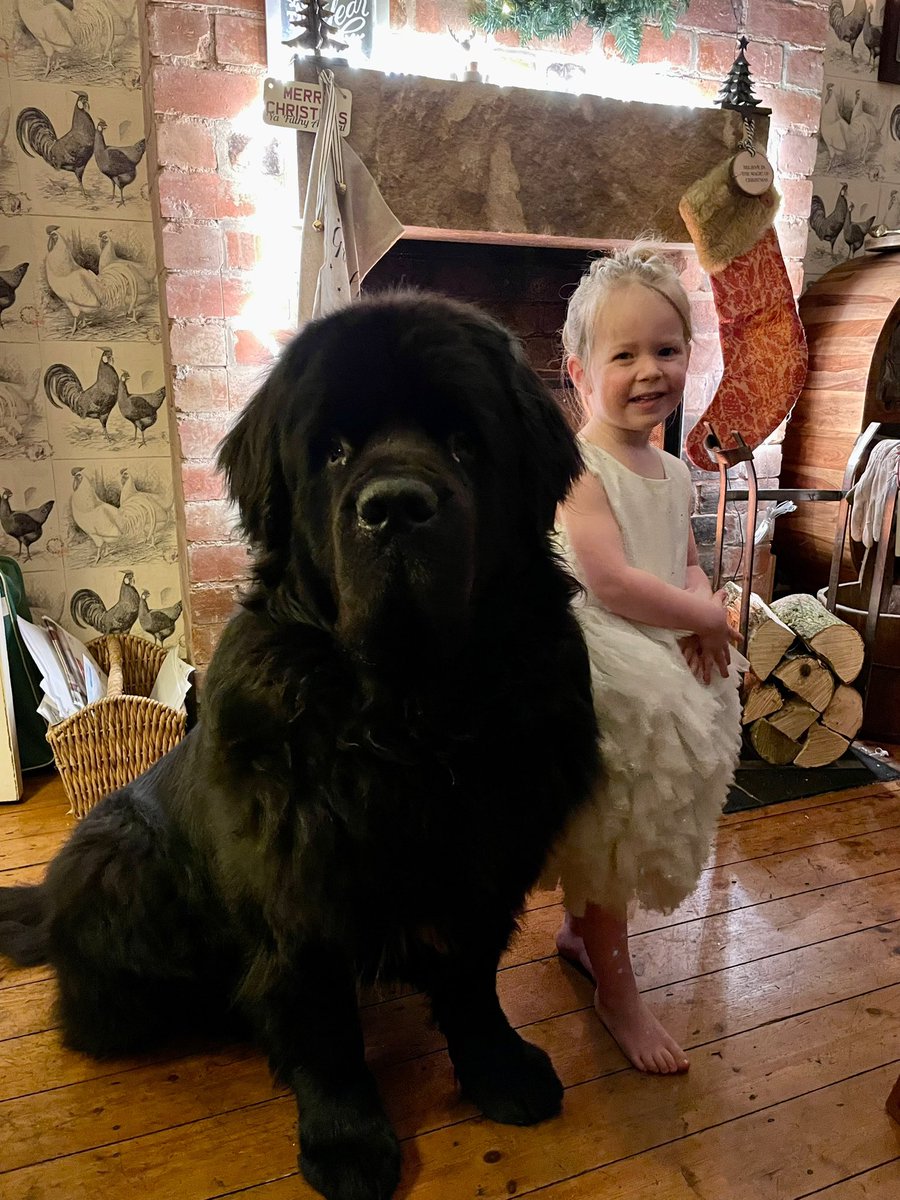Hello Alfie’s and my Twitter family. Bear and Gracie here. Just wanting to wish you all a Happy New Year! Hope it’s a better one for us all. Happy New Years Eve to you too stay safe love to you all Gracie and Bear! ❤️❤️