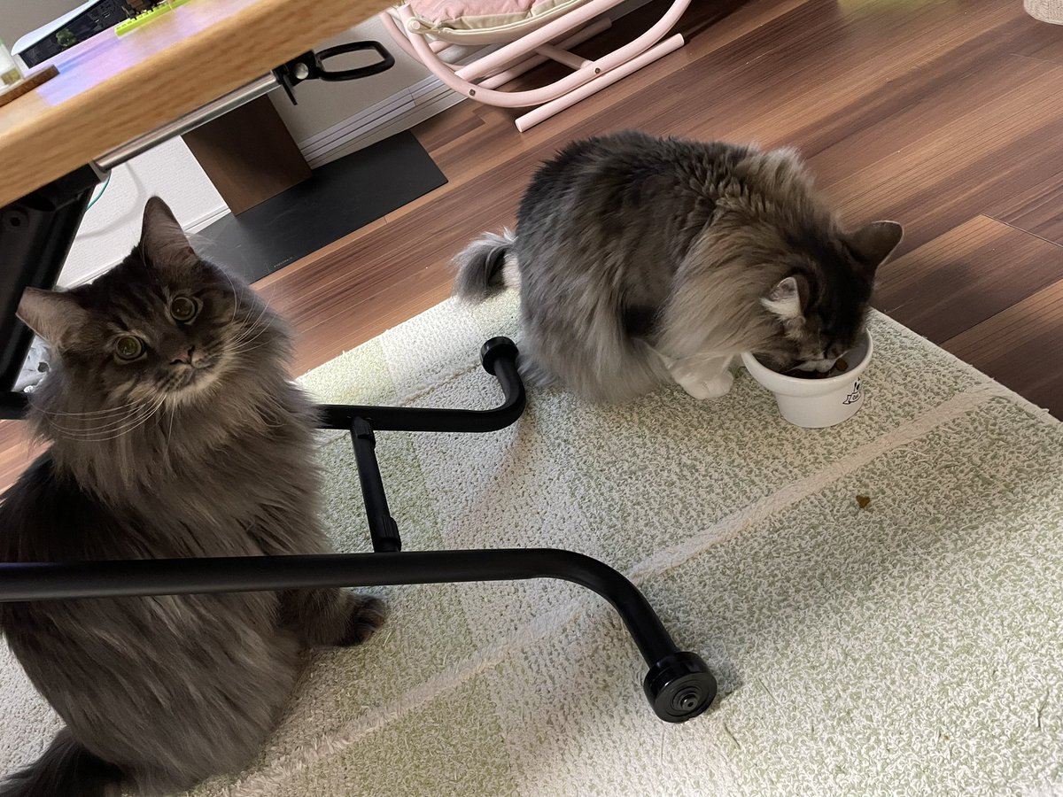 1710050146's tweet photo. 2022年もお疲れさまでした。
猫様はよく食べよく噛みつきよく寝てました。
君たちのご飯代を稼ぐために、来年も働きますかね。
#ノルウェージャンフォレストキャット 
#猫のいる暮らし 
#猫好きさんと繫がりたい https://t.co/3WF7J2DIeE