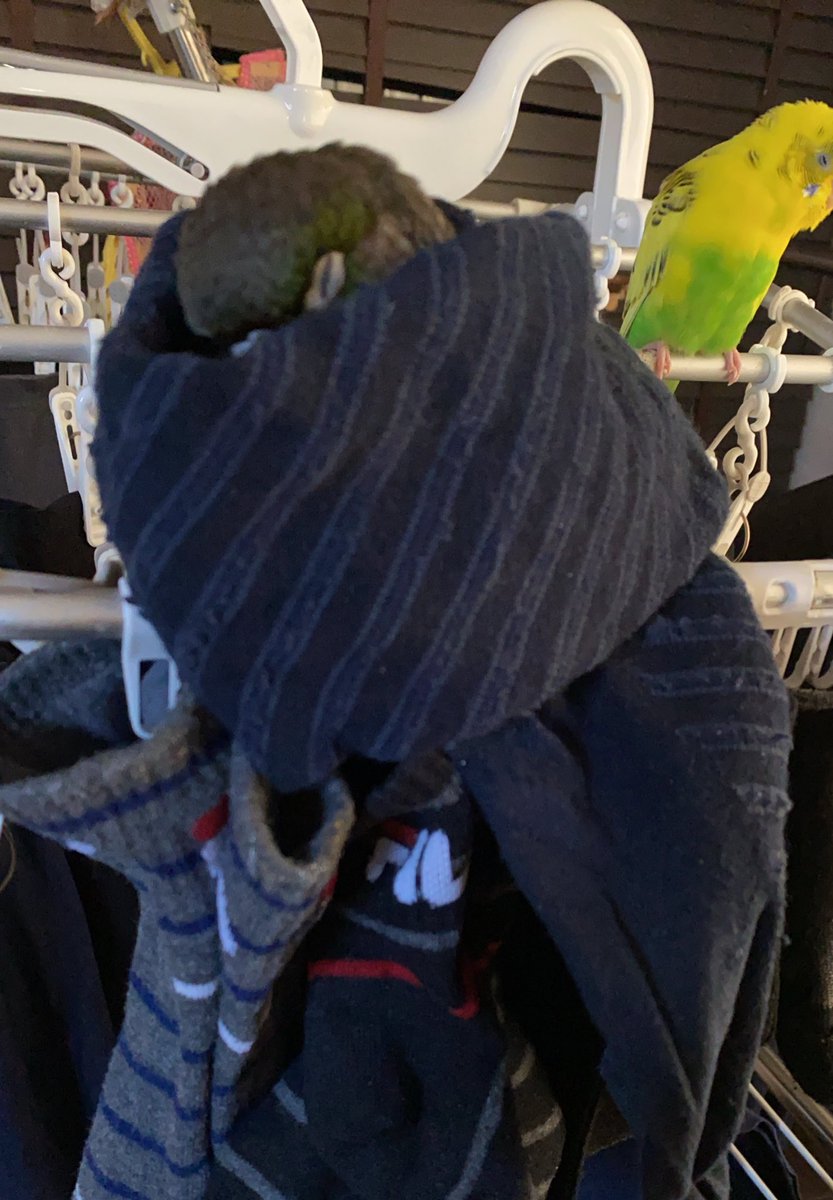 ren_ray_dark's tweet photo. 大晦日に飼い主が掃除で頑張っている中ぬくぬく靴下に包まるウロコインコです。
来年もどうぞ宜しくお願いします

#インコ
#ウロコインコ https://t.co/dnLgvLWuWg