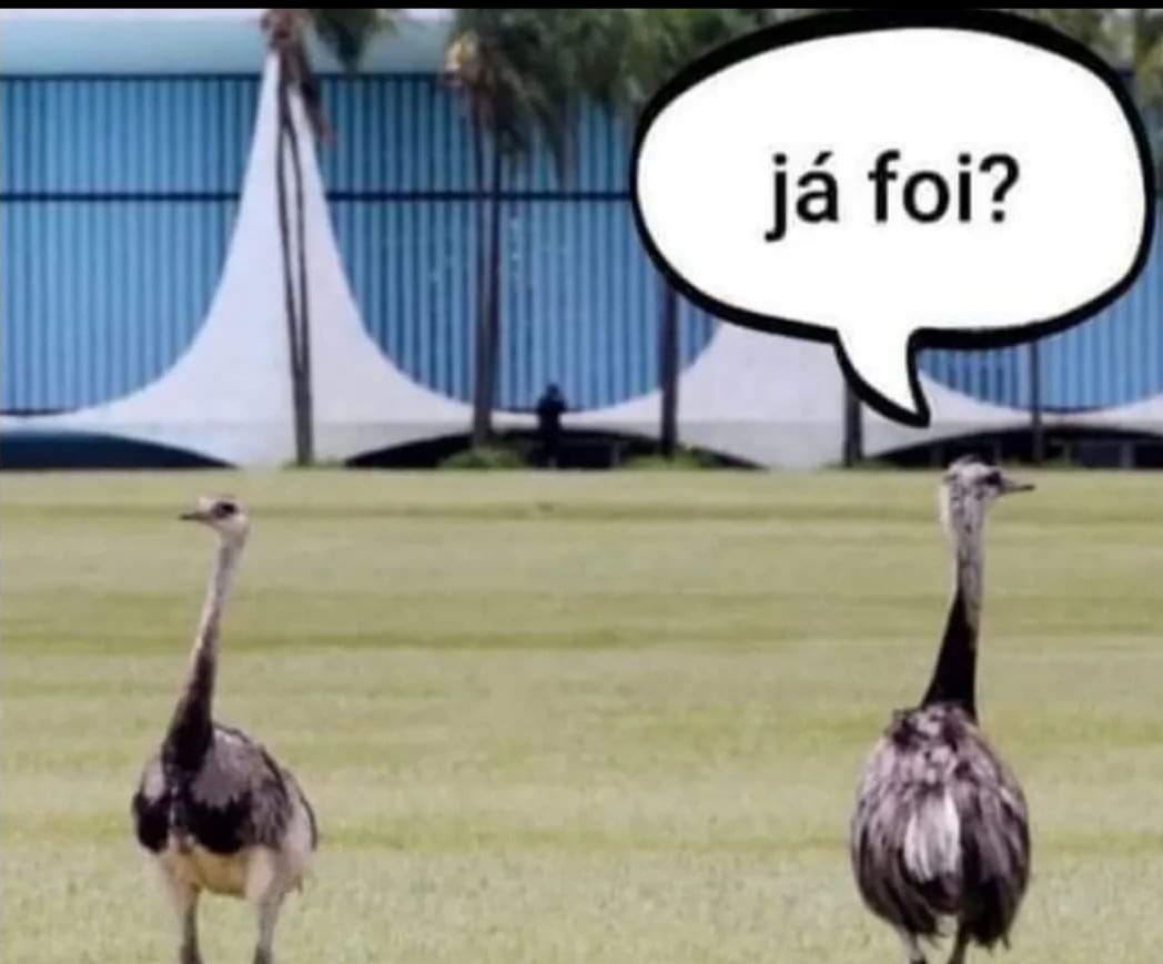 Emas felizes, leves e soltas, no gramado do Palácio do Planalto nãotem maluco querendo dar cloroquina para elas. 💃🥳