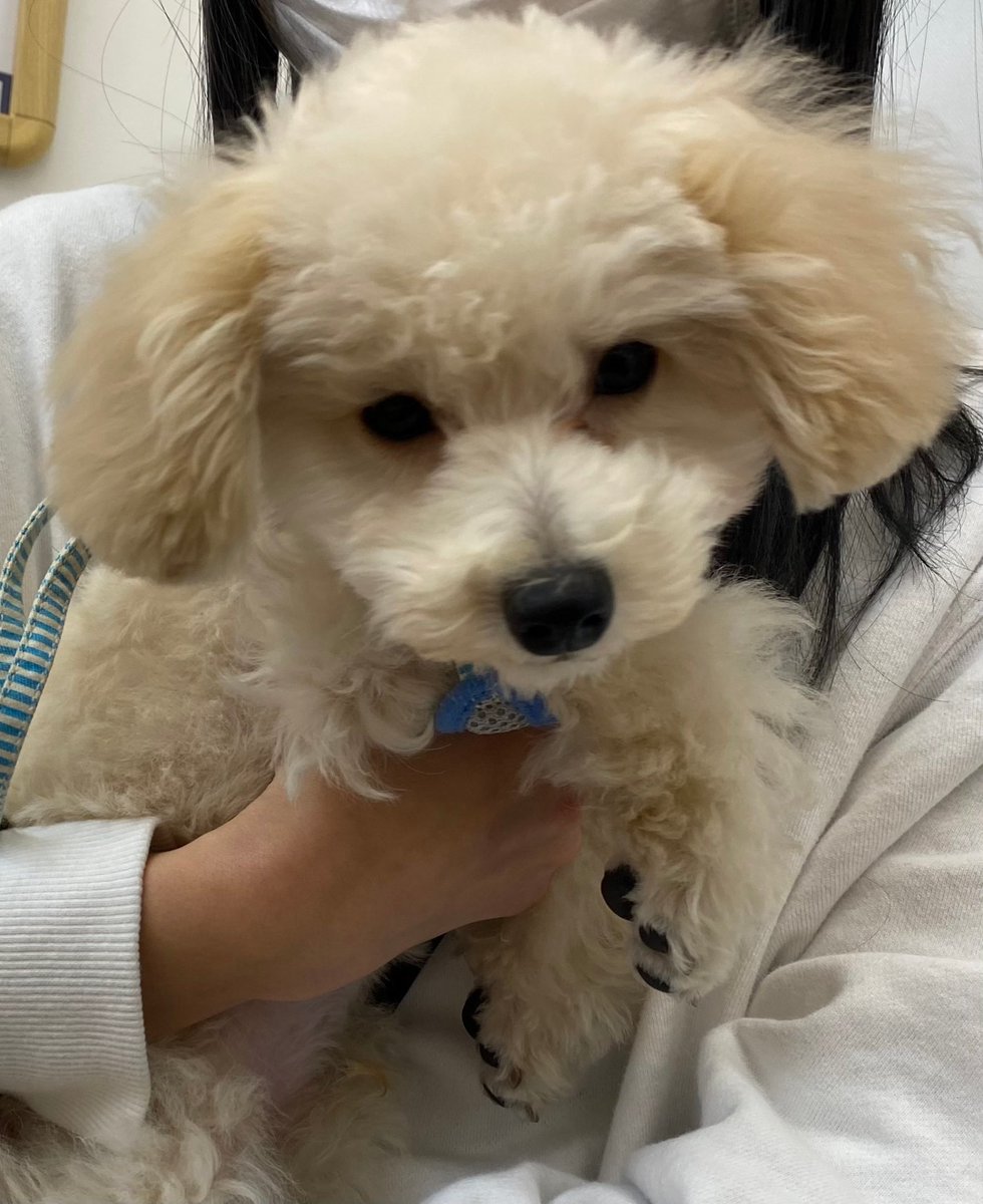 2022ありがとう🐾
今年はあまりライブできなかったけど来年はできるといいなぁ~

SNSあんまり更新してない間に家族が増えました🐶
そらとれお
モジャ仲間が増えた

来年もよろしくね👋🏻