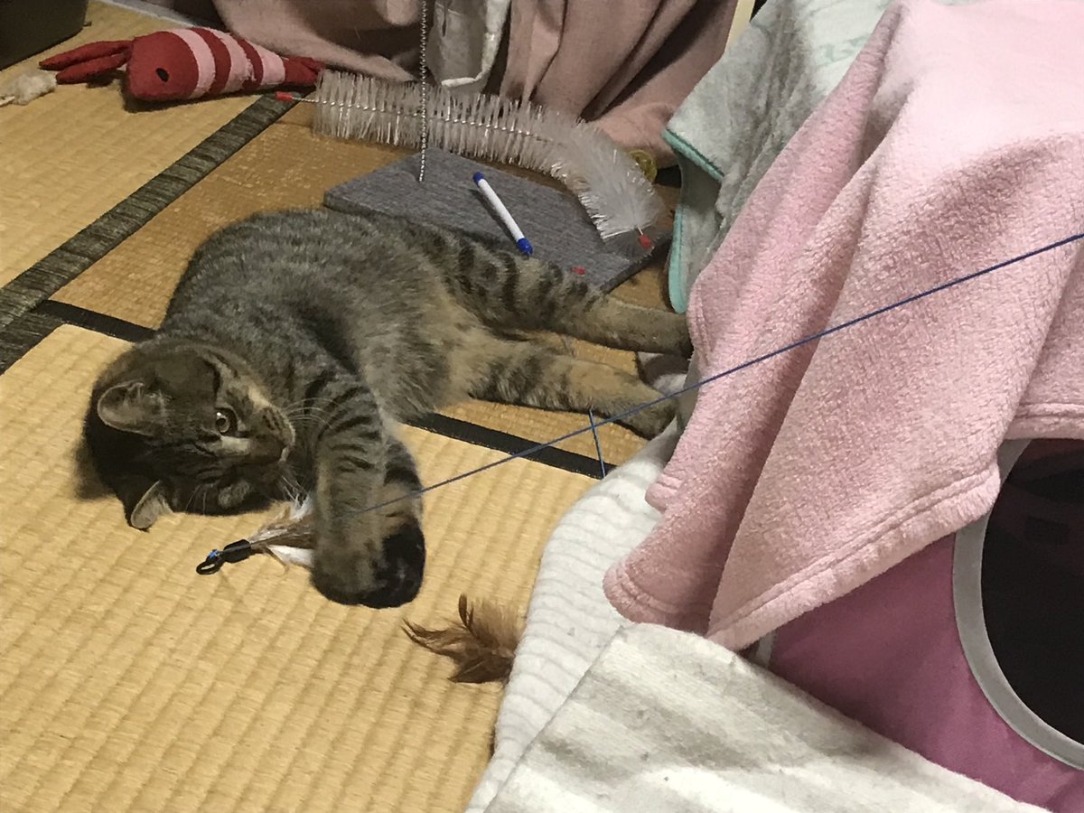 jun27111517's tweet photo. 孫と初対面のジル君
ようやく隔離から解放

幸せな光景です✨ https://t.co/vny0Exvh5G