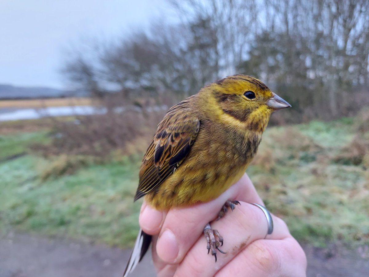 CausewayBirds's tweet photo. Quiet solo finish to the year with 27 new birds &amp; 5 retraps along Lough Foyle today. Fieldfare &amp; my 1st recapture Yellowhammer the best. Also Redwing, 6 Blackbird, 10 Long-tailed Tit &amp; 3 Tree Sparrow. The farmland bird numbers usually increase in midwinter as wild food diminishes https://t.co/Gac8oR4AMx