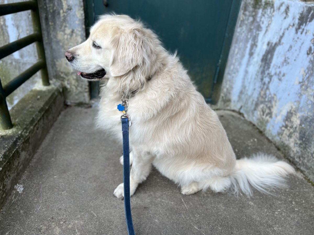 galt's tweet photo. @GoldretrieverUS #weekendsmiles #goldenretrievers

“Luke” enters the arena! https://t.co/xULhKkfEF5