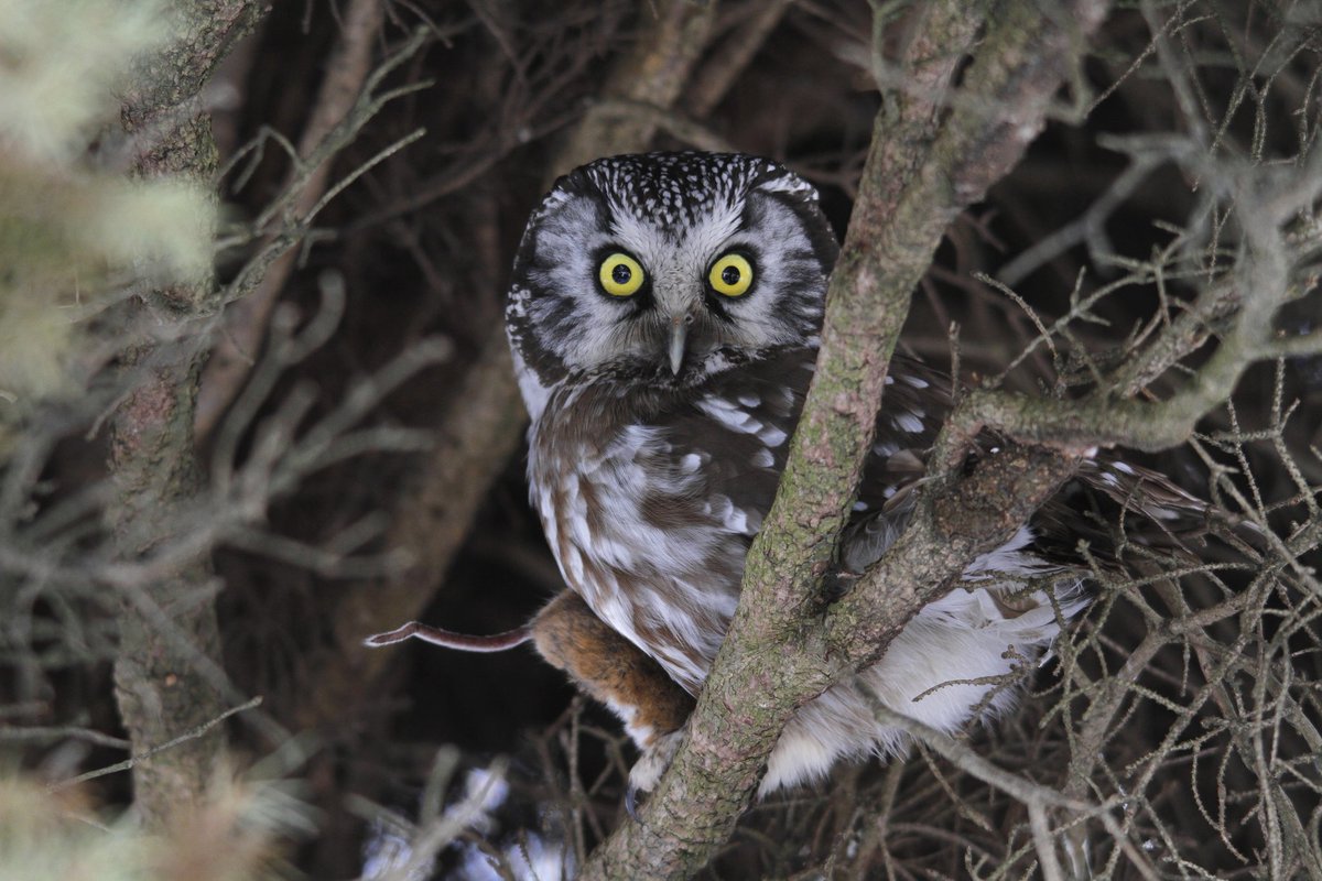 AngieInTO's tweet photo. My birding highlight of 2022, finding a Boreal Owl in Toronto last February! A lifer and unexpected surprise on one of our Sunday nature walks.
 😁🦉💖 #owlsoftwitter #borealowl #TorontoWildlife #ontarioowls #owlsofontario #owls #UnexpectedLiferOwl https://t.co/0RABrreVTa