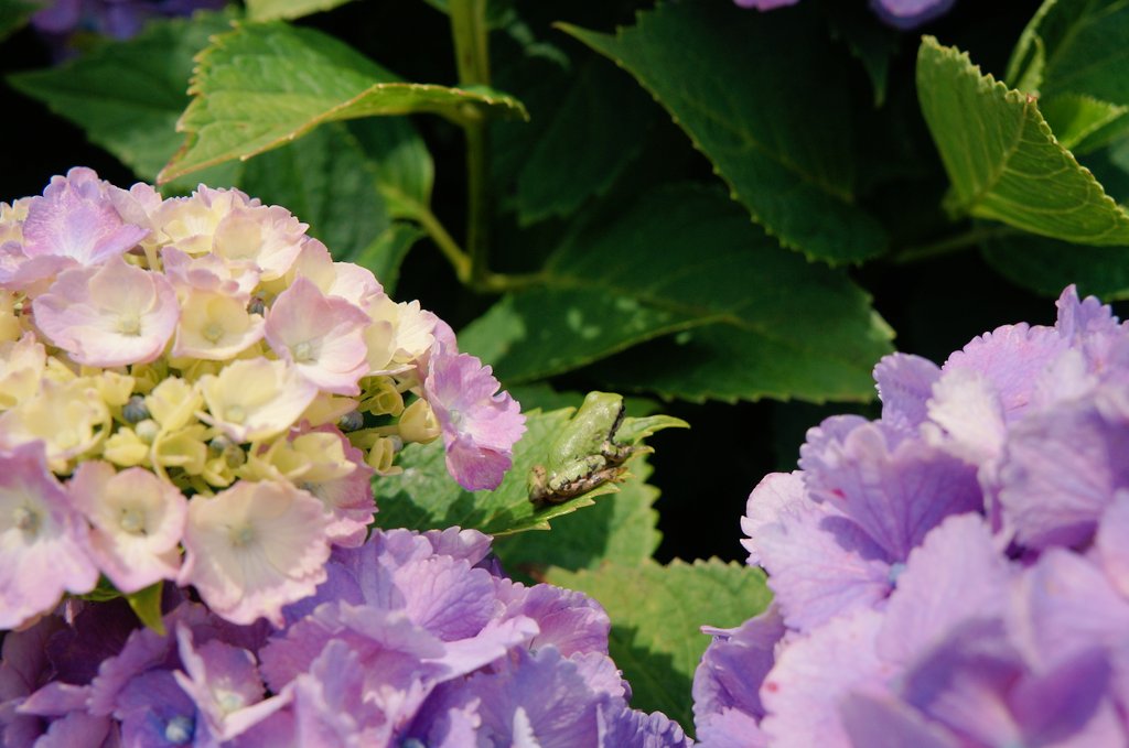 ittuseimama's tweet photo. あけましておめでとうございます！
今年もたくさんの写真をどこか行く時は撮っていきたいと思います(*´ω｀*)
#写真好きな人と繋がりたい 
#写真で振り返る2022 https://t.co/emQ8yFPY1d
