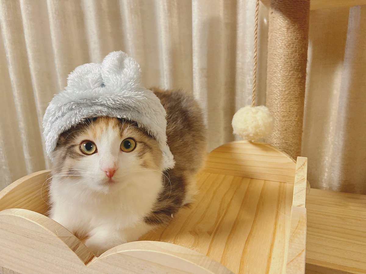 hotatechi's tweet photo. 🎍あけましておめでとうございます🎍
うさ耳、久しぶり被せたら入らなくなってました🐰大きくなったなあ https://t.co/z2wM05lhJa