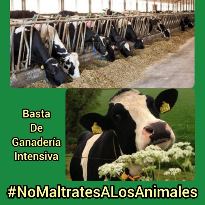 amaregar's tweet photo. ¡Feliz Año ! 
A todas las personas que creen en un mundo libre de crueldad hacia los animales https://t.co/jKulka5n0l
