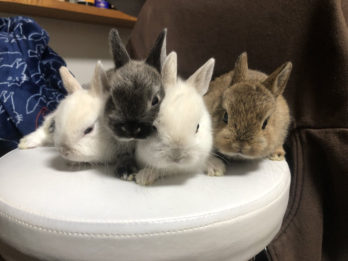 もじゃD@休止中 tweet media