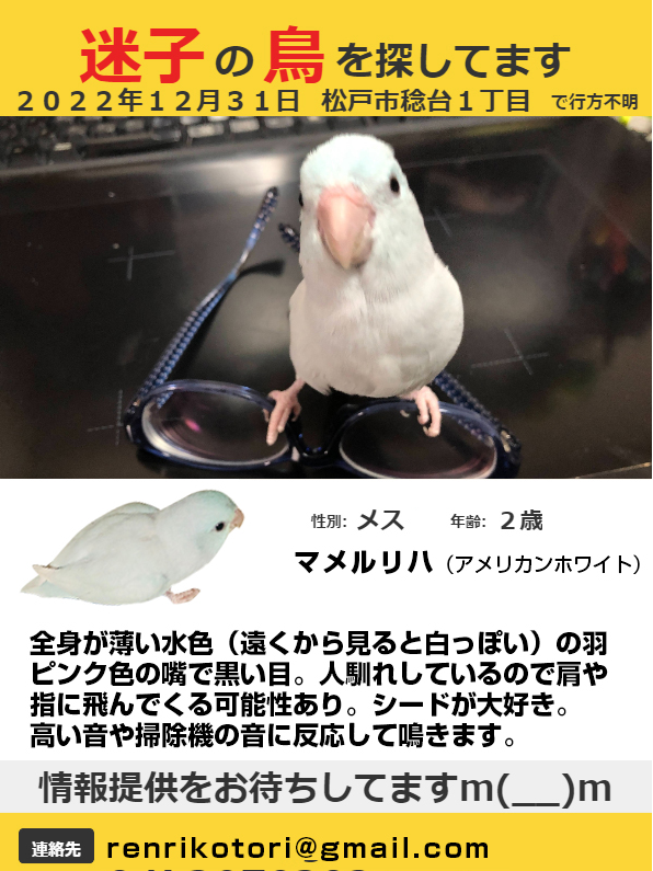 mame_ramune_'s tweet photo. 迷子のインコを探しています。
2022/12/31　12時過ぎ
稔台から八柱方面へ飛んで行きました。

【追記】
体長：10cm
重さ：31g

見かけた、保護した等、何かございましたら情報提供よろしくお願いいたします。

#小鳥
#拡散希望
#迷子インコ
#マメルリハ
#保護鳥
#迷子鳥
#松戸市 https://t.co/oOu3YvcJIX