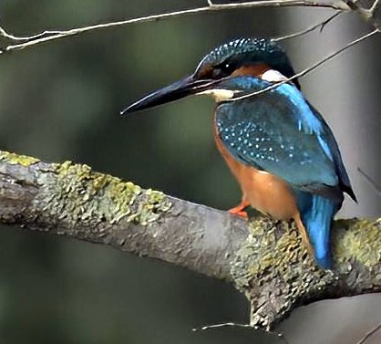 canmuixons's tweet photo. El #blauet (Alcedo atthis), un dels ocells més bonics del nostre entorn #ocellscatalunya #fotografianaturalesa https://t.co/gQC4k5LSOR