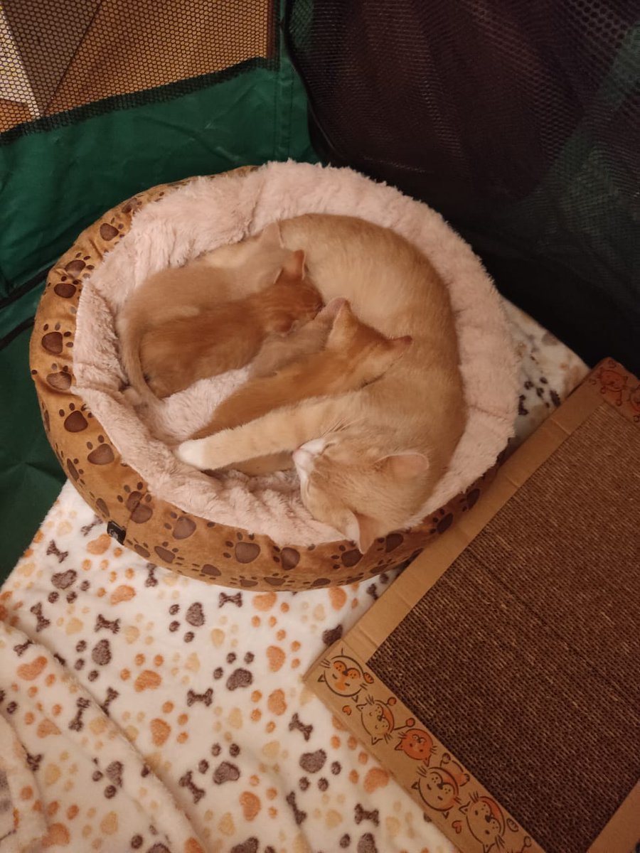 PO5SbTWhuxoGeWr's tweet photo. Приветик из царской лежанки от рыже-булочного семейства. Спасибо огромное @ogurezina и всем кто переживал и помогал с ретвитами! Ребятки вместе с мамой встретят новый год в тепле и безопасности! https://t.co/LUW0W2nbwc