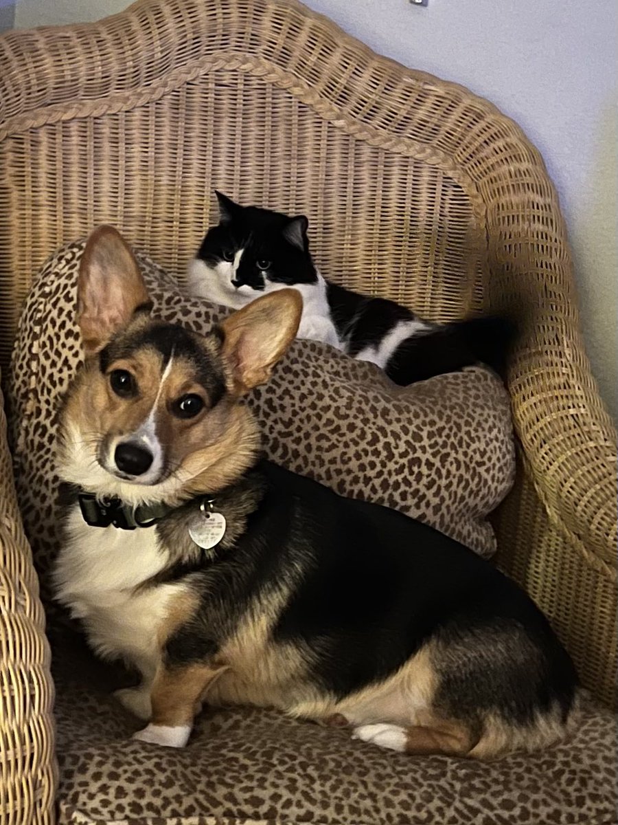CorgiSofia's tweet photo. Hanging with my brother. #CorgiLover #Corgi #CorgiCrew #Corgilife #dog #dogsoftwitter #dogs #DogsOnTwitter https://t.co/mODkyLdLOl