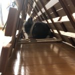 ?満ちてくる心の宿 吉夢?【公式】中の人のツイート画像