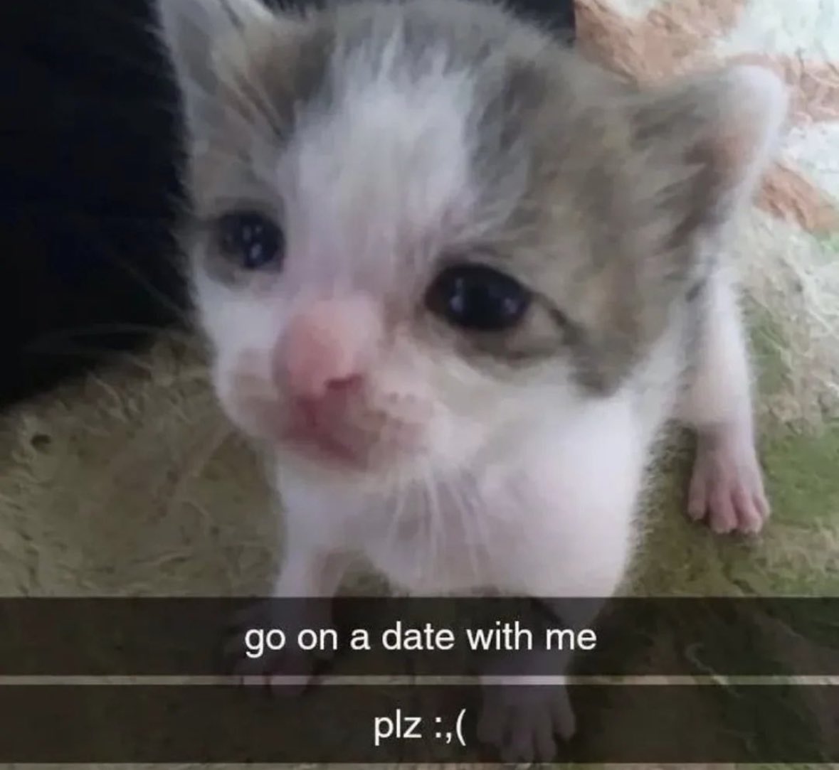 LiterallyMeCats (@literallymecats) on Twitter photo 