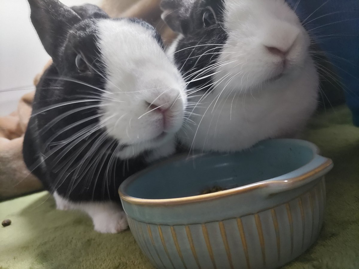 latte_lapin's tweet photo. あけおめ！兎年！！！🐰🐰🐰
ところで、関東近辺の方でうさぎを飼いたい方はいらっしゃいませんか？？
うちの子たちはこちらのサイトの運営者さんから譲っていただきました。
元実験動物(投薬歴は無い)でビビり屋の確率高めかもですが、すんっっっごい可愛いです！！！ https://t.co/m7NOCavp34