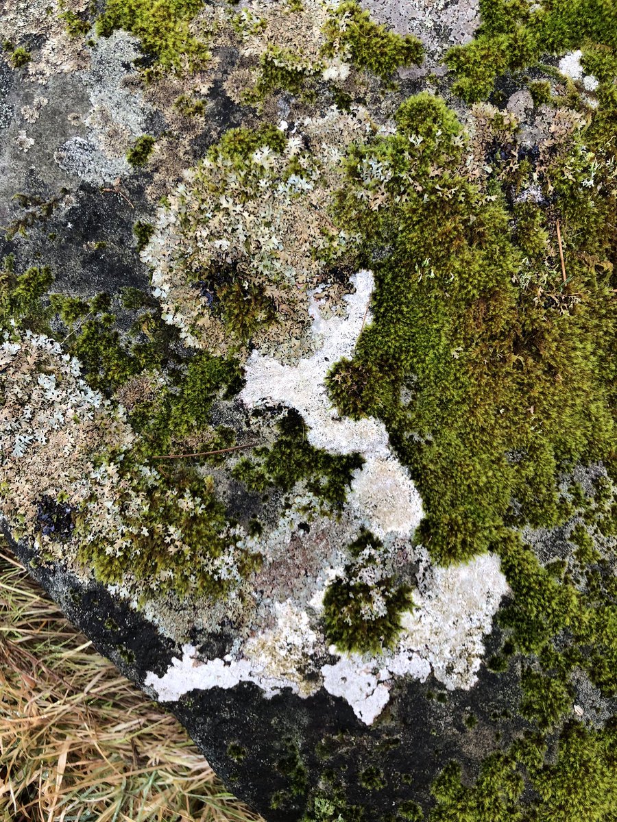 HeatherWoodArt's tweet image. I see a partly obscured map of the UK #maps #ukmaps #moss #lichen #rock #scottishlichen #scottishrocks #scottishmoss #nature #geology