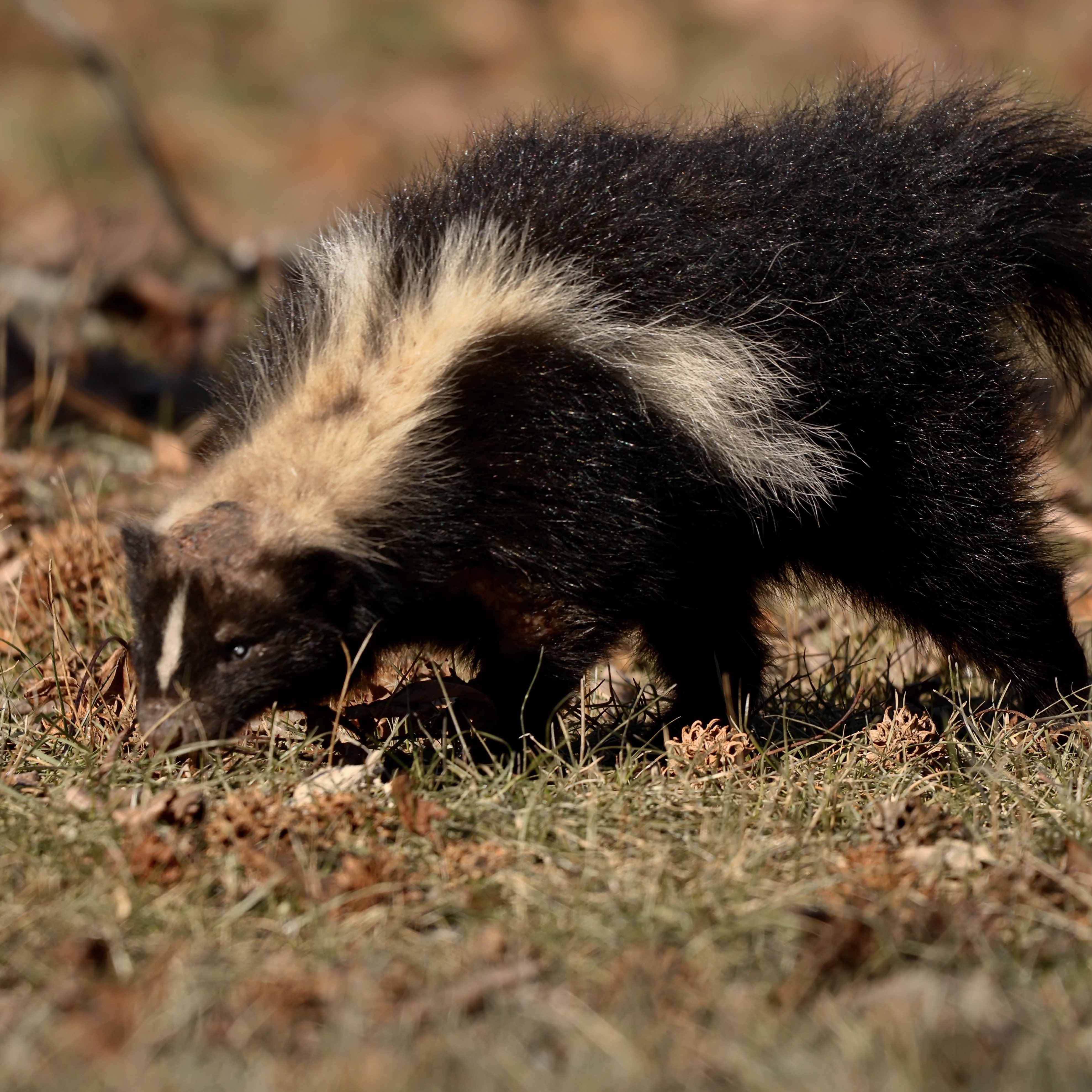 🦅Wild New York🦉 on Twitter "Issue to the Urban Park Rangers, who can