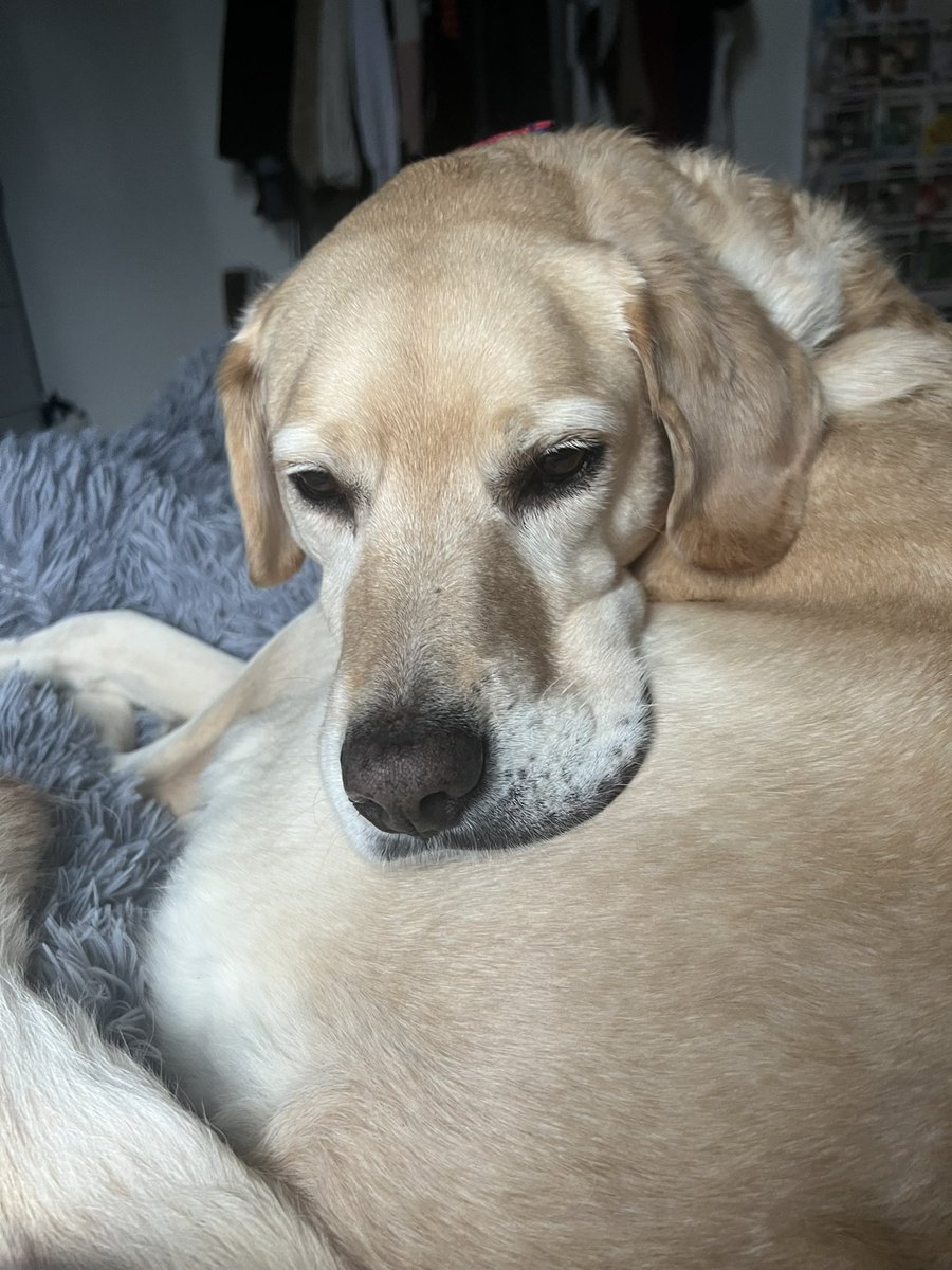 charmanderG59's tweet photo. Meet Pod, our newest addition 🦮🐾 https://t.co/lRaIMDMB00