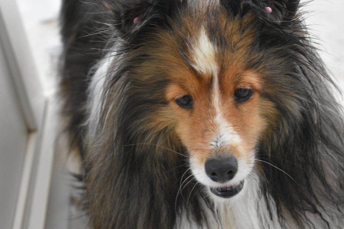 SLeesi17's tweet photo. #PhotoChallenge2022December
Day 31 My New Year Resolution is to try new foods!! There is a big selection of things my palate needs to try!! Taste 23 new things for 2023!!
#sheltie #Dogsof2022 #Dog #dogs #dogsoftwitter #DogsOnTwitter https://t.co/FeOfqpehoN