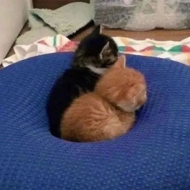 tymfly69's tweet photo. @literallymecats Date 🐱~ https://t.co/tU3GZ0ohBm