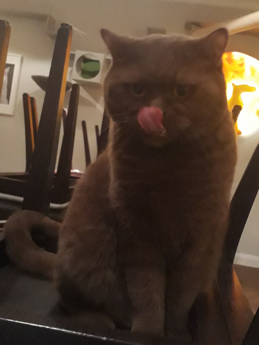 valcariel's tweet photo. Und hier hätten wir meinen Liebling:
Der Teddy-Kater.
Frech, verfressen, clever, und Schokoladenfarben.
Er hat etwas Schwierigkeiten sich einzuleben und mit den Anderen anzufreunden, und stellt aus lauter Trotz Unmengen an Chaos an.

Er ist übrigens mein Paten-Kater. 😁 https://t.co/20u6RRygJv