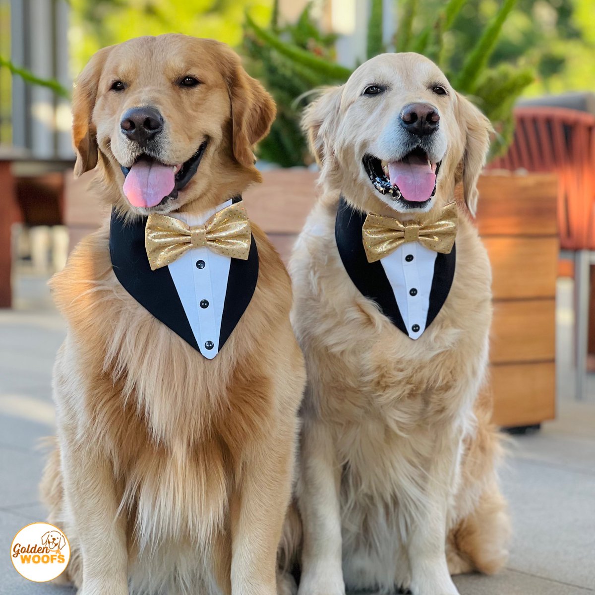 GoldenWoofs's tweet photo. Woofs! We are ready to ring in 2023 https://t.co/jGKykUJFtp β¨ Happy #NewYearsEve π₯³πΆ KENZO & KB #DogsofTwittter #Dogsof2022 https://t.co/DXUBSfYPR8