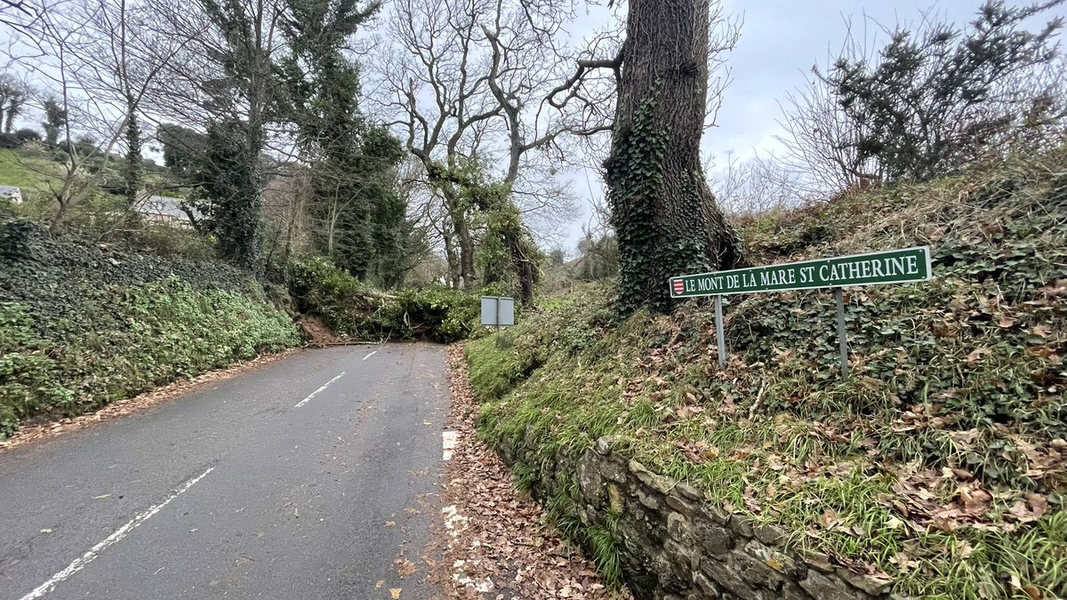 A huge 200 year-old tree has fallen at the bottom of St Catherines’s Hill. Avoid the area if possible, I suspect it’ll be a day or two before it’s cleared due to its size.